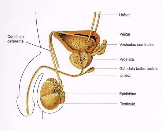Aparato Reproductor masculino