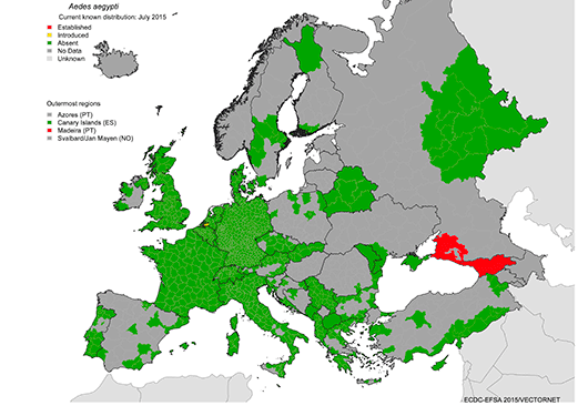 Mapa mosquito aedes chikungunya