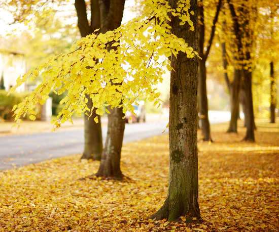 Como afrontar las postv-acaciones y el Otoño