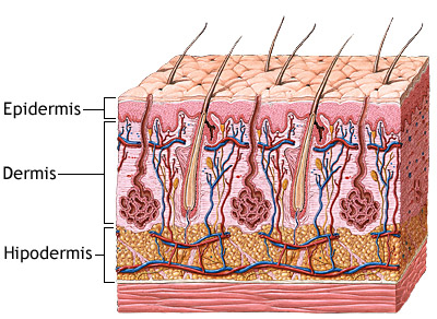 Capas de la piel