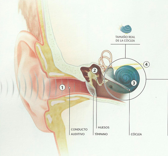 Esquema del oído