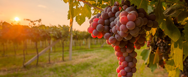 . Uvas rojas y frutos del bosque